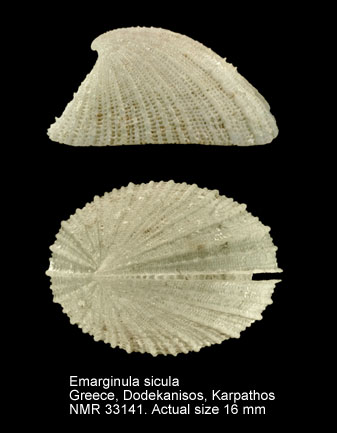 Emarginula sicula.jpg - Emarginula siculaJ.E.Gray,1825